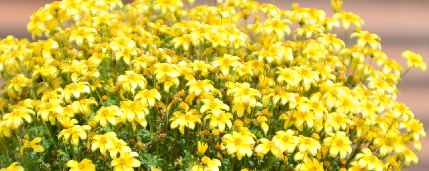 Beedance Bidens Beedance Bidens
