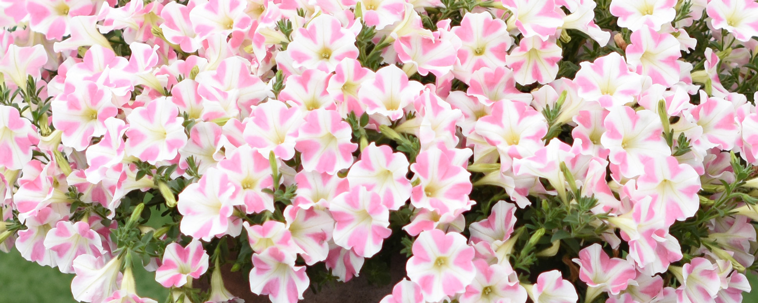 Petunia Heartbeat Petunia Heartbeat
