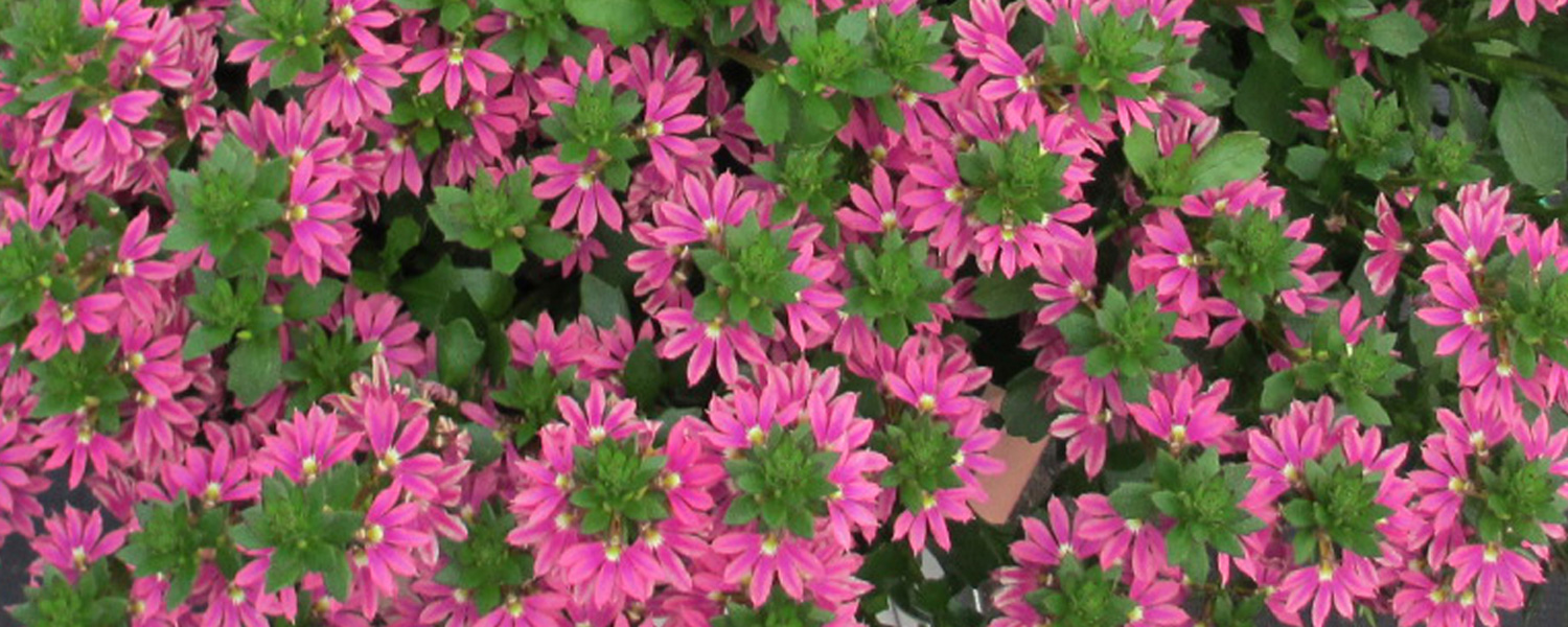 Surdiva Scaevola Surdiva Scaevola
