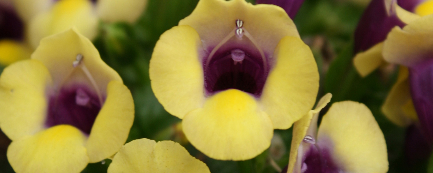 Summer Wave Torenia Summer Wave Torenia
