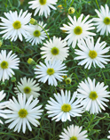 Surdaisy Brachyscome