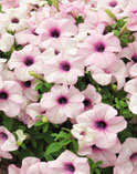 Petunia Sumo