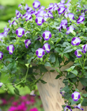 Summer Wave Torenia